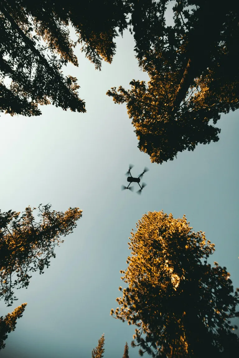 Drone above forest canopy